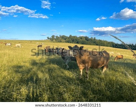 A large herd of light cows grazing in a meadow 