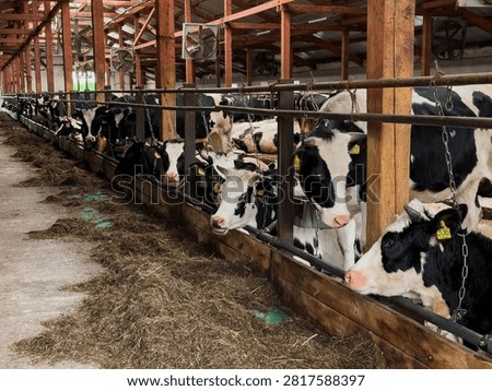 Large herd of many cows inside barn together