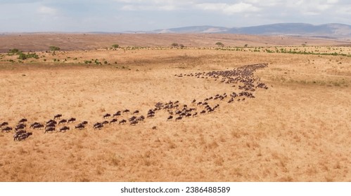 A large herd is roaming the African savanna landscape. - Powered by Shutterstock