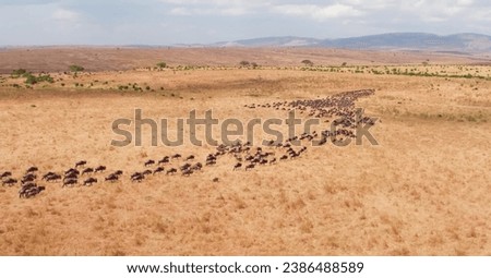 Large herd roaming African savanna landscape.