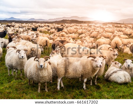 Large herd of sheeps at sunset time, Iceland.