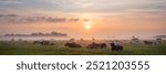 large herd of spotted cows in misty meadow during colorful sunrise in the netherlands  near culemborg