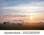 large herd of spotted cows in misty meadow during colorful sunrise in the netherlands  near culemborg