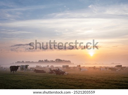 Similar – Image, Stock Photo Herd of cows in southwest Portugal enjoy freedom of movement and fresh grass. Organic cattle farm