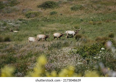 A large herd of Tule elks with beautiful antlers grazing on the grasslands with wild flowers as the foreground, shot on the Tomales Point Trail in late May in northern California. 