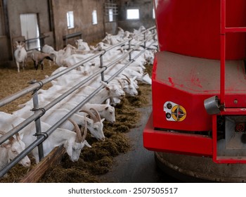 large herd of white goats in dutch organic farm and feeding robot - Powered by Shutterstock