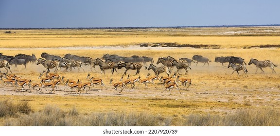 A Large Herd Of Zebra, Wildebeest And Springbok Running Across The African Plains In Panic.