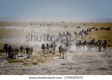 Large herd of zebras migrating through a dusty landscape in Etosha National Park, Namibia.

wide shot of a massive herd of African zebras (Equus quagga) moving across the dry, arid plains of Namibia. The animals are kicking up a trail of dust in the bright sunlight, with smaller antelopes visible in the far background. This powerful wildlife photograph captures the essence of natural migration, safari adventure, and the vastness of the wilderness.