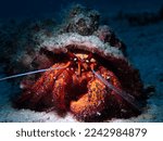 Large Hermit Crab Puerto Galera