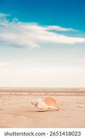 Large Hermit Shell on the beach in Florida