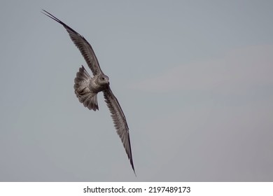 Large Herring Gull Flying With A Dull Sky In The Background 