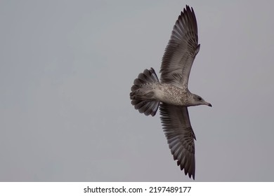 Large Herring Gull Flying With A Dull Sky In The Background 