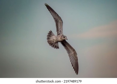 Large Herring Gull Flying With A Dull Sky In The Background 