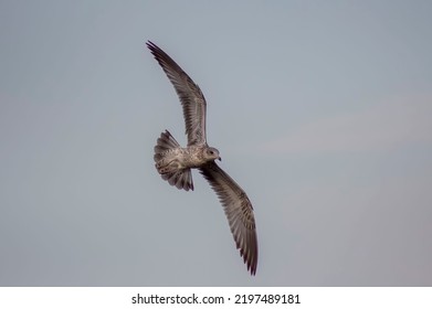 Large Herring Gull Flying With A Dull Sky In The Background 