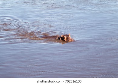 A Large Hippo Swimming In Great Ruaha River In Ruaha National Park