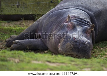 Large hippopotamus asleep