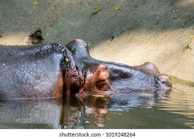 Large Hippopotamus Sleeping In Pool Of Water With Blood Sweat Near Its Nose Drills 