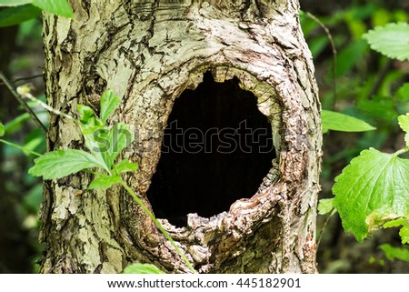 Large hollow tree on a background of green foliage. Serves nest for birds and shelter for animals. Selective focus, shallow depth of field