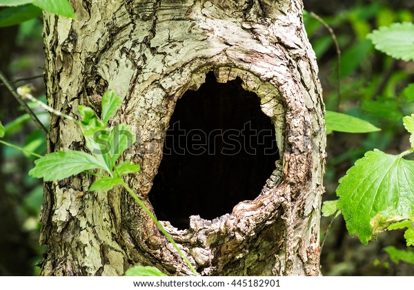 Large Hollow Tree On Background Green Stock Photo 445182901 | Shutterstock