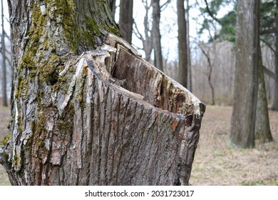 A large hollow in the tree trunk. Old damaged tree in the park. - Shutterstock ID 2031723017