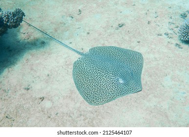 Large honeycomb whipray stingray underwater on sandy sea bed on tropical coral reef - Shutterstock ID 2125464107