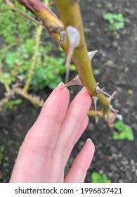 Large Horizontal Photo. Summer Time. Rose Thorns. A Prick From The Thorn Of A Rose Bush On A Woman's Finger. Danger.