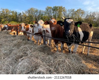 Large Horizontal Photo. Summer Time. Russia. Dairy Cows In A Free Livestock Stall Outdoors. Feeding Cows With Hay. Dairy Farm Animal Industry. Real Photo.
