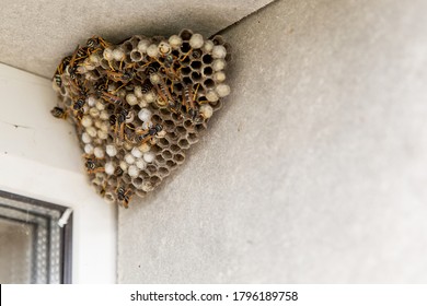 A large hornet's nest. You can see empty and filled cells and wasp insects. The nest is hangs in the window opening of the house