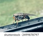 Large horsefly waiting for light rain to stop.