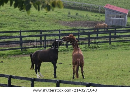 large horses playing outside in field