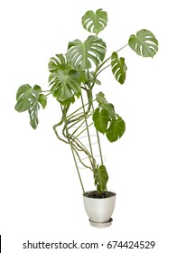 Large Houseplant, Tall Tree In A Pot Isolated On White