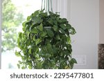 A large houseplant that is suspended with a green rope attached to the ceiling. The Golden Pothos plant is a vine that is flourishing. It