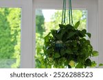 A large houseplant that is suspended with a green rope attached to the ceiling. The Golden Pothos plant is a vine that is flourishing. It