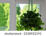 A large houseplant that is suspended with a green rope attached to the ceiling. The Golden Pothos plant is a vine that is flourishing. It