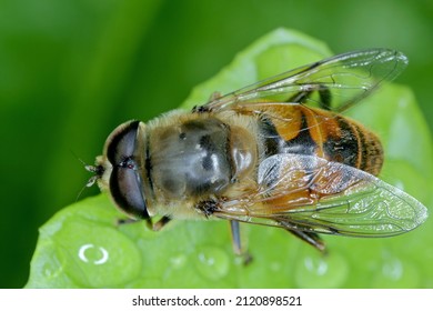 Large hoverfly (Eristalis arbustorum) sitting on a leaf. This insect is very often confused with the honey bee.