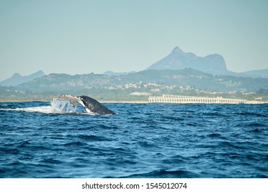 Large Humpback Whale Breaching In Front Of Mount Warning Off Kingscliff On The Tweed Coast Of NSW Just Below The Gold Coast, Queensland