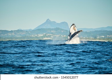 Large Humpback Whale Breaching In Front Of Mount Warning Off Kingscliff On The Tweed Coast Of NSW Just Below The Gold Coast, Queensland