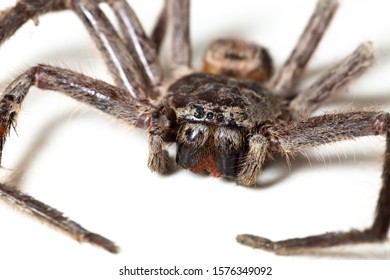 Large Huntsman Spider Macro Photography Stock Photo 1576349092 ...