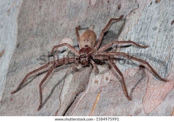 Large\
Huntsman spider resting on Eucalypt tree\
limb