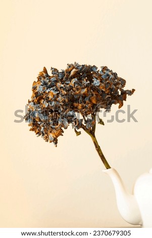 Large hydrangea bud, dried flowers, beautiful petals with natural faded color. Blue and beige pgonton. Composition with a white vintage teapot. Concept home decor, autumn, art, flowers, objects.