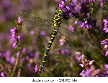 A large and impressive Dragonfly, the Golden-ringed Dragonfly has distinctive black and yellow patterning and they are found along acidic streams in heaths and moorlands