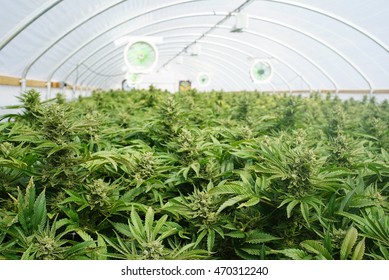Large Indoor Marijuana Commercial Growing Operation With Fans, Greenhouse, Equipment For Growing High Quality Herb. Cannabis Field Growing For Legal Recreational Use