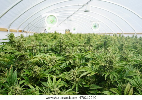 Large Indoor Marijuana\
Commercial Growing Operation With Fans, Greenhouse, Equipment For\
Growing High Quality Herb. Cannabis Field Growing For Legal\
Recreational Use
