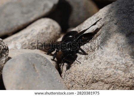 large 
insect 
black 
bee 
black bee
river
rock 
rocks 
pebbles 
animals 
stream 
wings 
nature 
wildlife 
europe

greece

water 
stone 
alive 
shiny 
antennae
winged
creature 
fly 
flowers 
pollen
pollinator
flow 
creepy crawly
camera 
unedited
uncropped

unscripted
daytime 
blue sky 
clouds 
grey 
hot 
dry 
wet 
fresh water 
beetle

black beetle
2026
summer 
july 
drought 
small 
cute 
meadow