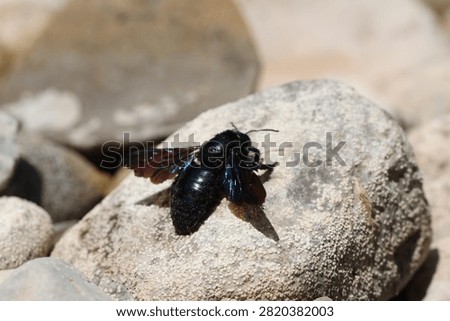 large 
insect 
black 
bee 
black bee
river
rock 
rocks 
pebbles 
animals 
stream 
wings 
nature 
wildlife 
europe

greece

water 
stone 
alive 
shiny 
antennae
winged
creature 
fly 
flowers 
pollen
pollinator
flow 
creepy crawly
camera 
unedited
uncropped

unscripted
daytime 
blue sky 
clouds 
grey 
hot 
dry 
wet 
fresh water 
beetle

black beetle
2026
summer 
july 
drought 
small 
cute 
meadow