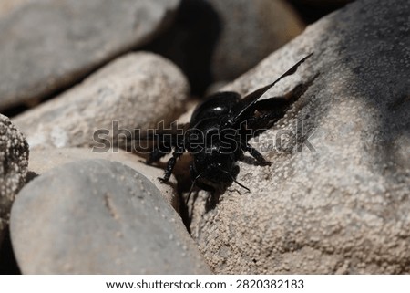 large 
insect 
black 
bee 
black bee
river
rock 
rocks 
pebbles 
animals 
stream 
wings 
nature 
wildlife 
europe

greece

water 
stone 
alive 
shiny 
antennae
winged
creature 
fly 
flowers 
pollen
pollinator
flow 
creepy crawly
camera 
unedited
uncropped

unscripted
daytime 
blue sky 
clouds 
grey 
hot 
dry 
wet 
fresh water 
beetle

black beetle
2026
summer 
july 
drought 
small 
cute 
meadow