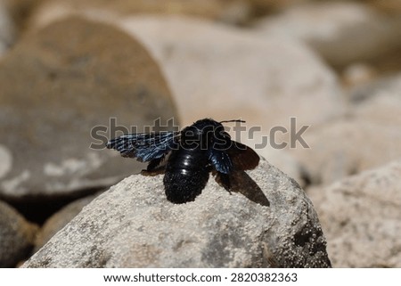large 
insect 
black 
bee 
black bee
river
rock 
rocks 
pebbles 
animals 
stream 
wings 
nature 
wildlife 
europe

greece

water 
stone 
alive 
shiny 
antennae
winged
creature 
fly 
flowers 
pollen
pollinator
flow 
creepy crawly
camera 
unedited
uncropped

unscripted
daytime 
blue sky 
clouds 
grey 
hot 
dry 
wet 
fresh water 
beetle

black beetle
2026
summer 
july 
drought 
small 
cute 
meadow