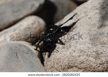 large 
insect 
black 
bee 
black bee
river
rock 
rocks 
pebbles 
animals 
stream 
wings 
nature 
wildlife 
europe

greece

water 
stone 
alive 
shiny 
antennae
winged
creature 
fly 
flowers 
pollen
pollinator
flow 
creepy crawly
camera 
unedited
uncropped

unscripted
daytime 
blue sky 
clouds 
grey 
hot 
dry 
wet 
fresh water 
beetle

black beetle
2026
summer 
july 
drought 
small 
cute 
meadow
