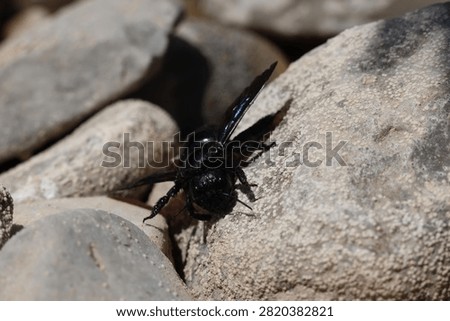 large 
insect 
black 
bee 
black bee
river
rock 
rocks 
pebbles 
animals 
stream 
wings 
nature 
wildlife 
europe

greece

water 
stone 
alive 
shiny 
antennae
winged
creature 
fly 
flowers 
pollen
pollinator
flow 
creepy crawly
camera 
unedited
uncropped

unscripted
daytime 
blue sky 
clouds 
grey 
hot 
dry 
wet 
fresh water 
beetle

black beetle
2026
summer 
july 
drought 
small 
cute 
meadow