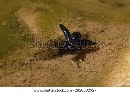 large 
insect 
black 
bee 
black bee
river
rock 
rocks 
pebbles 
animals 
stream 
wings 
nature 
wildlife 
europe

greece

water 
stone 
alive 
shiny 
antennae
winged
creature 
fly 
flowers 
pollen
pollinator
flow 
creepy crawly
camera 
unedited
uncropped

unscripted
daytime 
blue sky 
clouds 
grey 
hot 
dry 
wet 
fresh water 
beetle

black beetle
2026
summer 
july 
drought 
small 
cute 
meadow